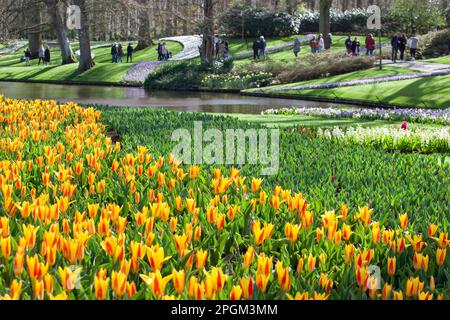 Amsterdam, The, pays-Bas. 23rd mars 2023. L'ouverture annuelle des jardins de Keukenhof a commencé, avec des bulbes du début du printemps incluant des jonquilles, des narcissi, des crocuses, des iris et les premiers tulipes exposés. Bien que son nom signifie « jardin de cuisine », il contient 7 millions de bulbes de printemps dans des jardins formels avec des canaux, un moulin à vent, un lac et une forêt ouverte. Il est ouvert jusqu'au 14 mai 2023. Credit: Anna Watson/Alay Live News Banque D'Images