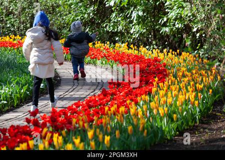 Amsterdam, The, pays-Bas. 23rd mars 2023. L'ouverture annuelle des jardins de Keukenhof a commencé, avec des bulbes du début du printemps, y compris des tulipes, des crocodiles exposés. Bien que son nom signifie « jardin de cuisine », il contient 7 millions de bulbes de printemps dans des jardins formels avec des canaux, un moulin à vent, un lac et une forêt ouverte. Il est ouvert jusqu'au 14 mai 2023. Credit: Anna Watson/Alay Live News Banque D'Images