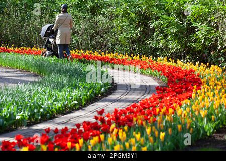 Amsterdam, The, pays-Bas. 23rd mars 2023. L'ouverture annuelle des jardins de Keukenhof a commencé, avec des bulbes du début du printemps, y compris des tulipes, des crocodiles exposés. Bien que son nom signifie « jardin de cuisine », il contient 7 millions de bulbes de printemps dans des jardins formels avec des canaux, un moulin à vent, un lac et une forêt ouverte. Il est ouvert jusqu'au 14 mai 2023. Credit: Anna Watson/Alay Live News Banque D'Images