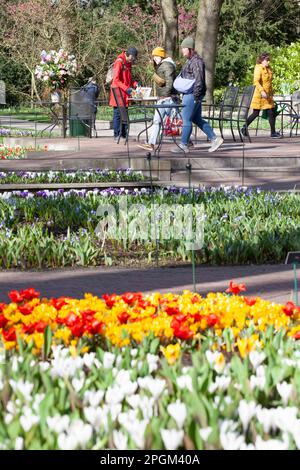 Amsterdam, The, pays-Bas. 23rd mars 2023. L'ouverture annuelle des jardins de Keukenhof a commencé, avec des bulbes du début du printemps, y compris des tulipes, des crocodiles exposés. Bien que son nom signifie « jardin de cuisine », il contient 7 millions de bulbes de printemps dans des jardins formels avec des canaux, un moulin à vent, un lac et une forêt ouverte. Il est ouvert jusqu'au 14 mai 2023. Credit: Anna Watson/Alay Live News Banque D'Images