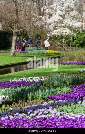 Amsterdam, The, pays-Bas. 23rd mars 2023. L'ouverture annuelle des jardins de Keukenhof a commencé, avec des bulbes du début du printemps, y compris des tulipes, des crocodiles exposés. Bien que son nom signifie « jardin de cuisine », il contient 7 millions de bulbes de printemps dans des jardins formels avec des canaux, un moulin à vent, un lac et une forêt ouverte. Il est ouvert jusqu'au 14 mai 2023. Credit: Anna Watson/Alay Live News Banque D'Images