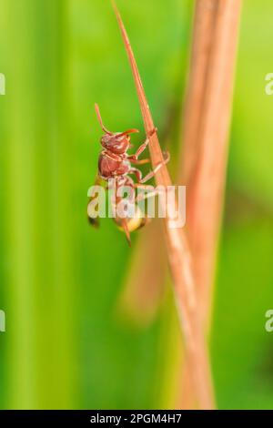 Hyménoptères sur les feuilles sèches Hyménoptères est classé comme un insecte d'abeille. Parce que l'aiguillon dans Hyménoptères est un insecte toxique. Banque D'Images