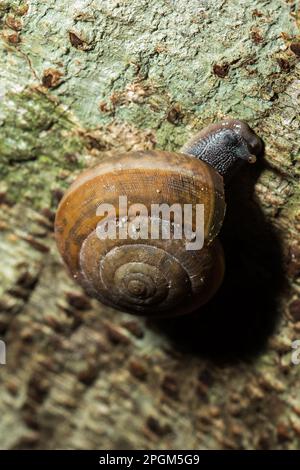 Un escargot monte un arbre, les escargots sont classés comme invertébrés. Phylum molluscilkum c'est un ancien animal qui est originaire du milieu du C Banque D'Images