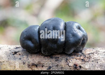 Les champignons de gâteau du roi Alfred (Daldinia concentrica, également appelé boules de crap ou champignon de charbon) sur un arbre pendant l'automne, au Royaume-Uni Banque D'Images