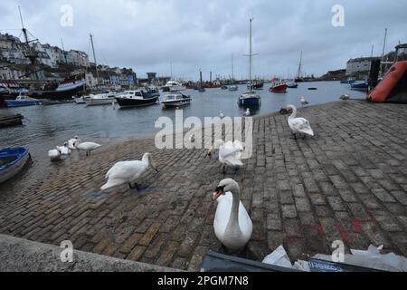Port de Brixham à Devon, Royaume-Uni Banque D'Images