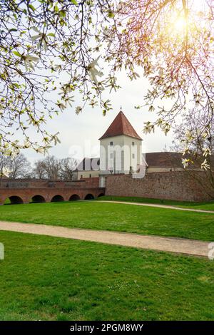 Floraison de printemps de l'arbre à côté du château de Sarvar en Hongrie . Banque D'Images