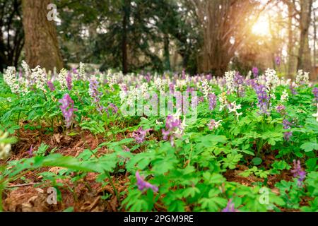 Corydalis cava prairie sauvage de la forêt florale de Sarvar arboretum . Banque D'Images