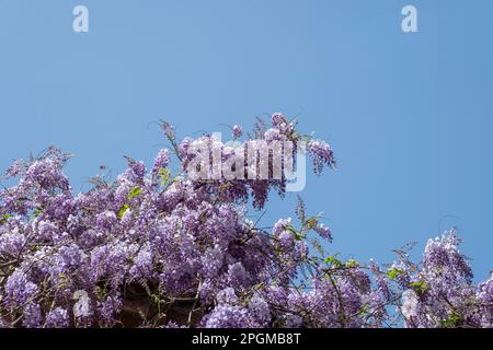 Fleurs de wisteria violettes fleuries sur l'arbre avec fond de ciel Banque D'Images