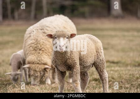 Les moutons paître dans le champ regarde la caméra Banque D'Images