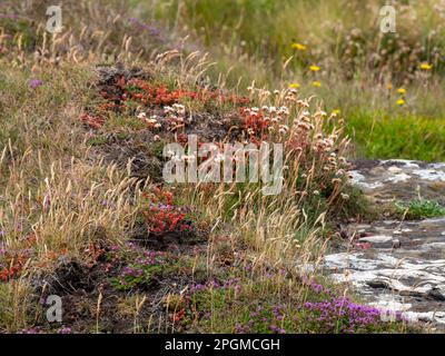 Une variété de fleurs sauvages communes dans le sud de l'Irlande. Belles plantes colorées. Paysage. Fleurs rouges et jaunes sur l'herbe Banque D'Images