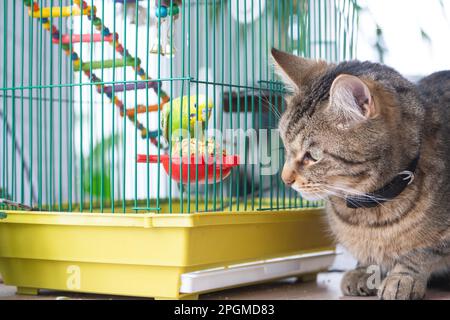 Un chat domestique est assis près d'une cage avec un perroquet, à l'observation d'un oiseau, à la chasse. Garder les animaux de compagnie dans l'amitié et l'inimitié, le stress et l'interaction avec les animaux de compagnie Banque D'Images