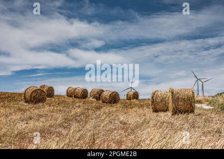 Champ de balles de foin, Sicile Banque D'Images