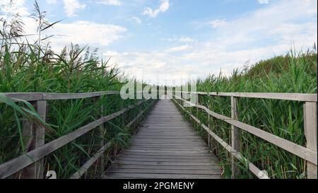 Passerelle en bois entre de vastes roseaux verts sous le ciel bleu avec quelques nuages au lac Federsee à Bad Buchau Allemagne Banque D'Images