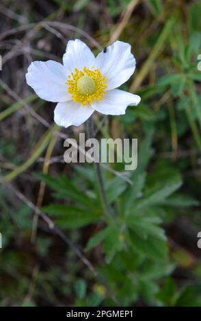 Au printemps dans la nature, dans la forêt fleurit Anemone sylvestris Banque D'Images