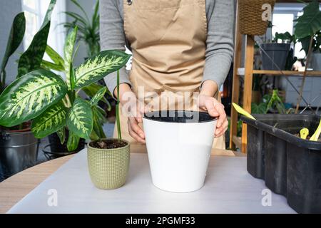 Rempotage d'une plante à la maison Dieffenbachia Tropic Snow dans un nouveau pot à l'intérieur de la maison dans un double pot avec arrosage automatique. Entretien d'une plante en pot, c Banque D'Images