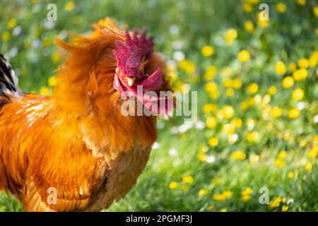 Portrait d'une race magnifique d'empordanesa (gallina de raça empordanesa) coq secouant sa tête (Gallus gallus domesticus). Banque D'Images