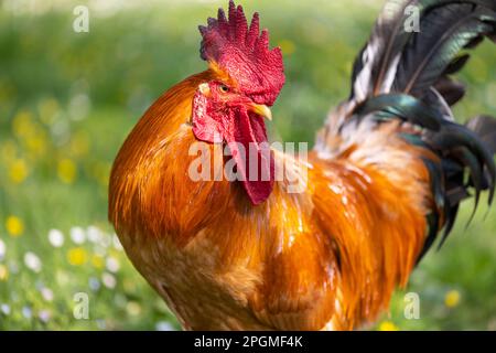 Portrait d'une race magnifique d'empordanesa (gallina de raça empordanesa) rooster errant librement et se nourrissant dans l'herbe (Gallus gallus domesticus). Banque D'Images