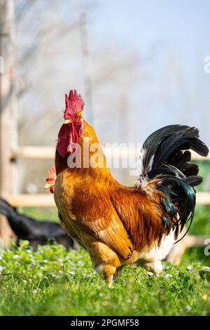 Portrait d'une race magnifique d'empordanesa (gallina de raça empordanesa) rooster errant librement et se nourrissant dans l'herbe (Gallus gallus domesticus). Banque D'Images