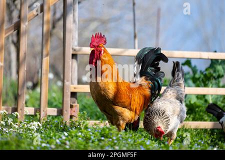 Empordanesa race (gallina de raça empordanesa) poule et coq errant librement et se nourrissant dans l'herbe (Gallus gallus domesticus). El Baix Empordà. Banque D'Images