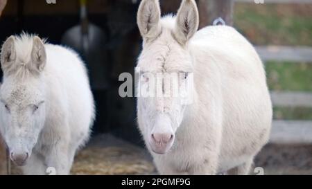 Portrait en gros plan d'un âne blanc avec de grandes oreilles et d'autres ânes blancs en arrière-plan au parc animalier de Feldkirch, Autriche Banque D'Images