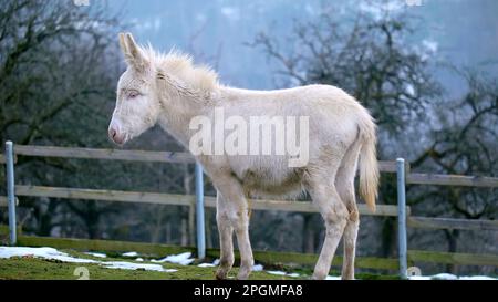 Photo d'un âne blanc en hiver au parc animalier Feldkirch en Autriche Banque D'Images