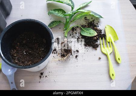 Rempotage d'une plante à la maison Dieffenbachia Tropic Snow dans un nouveau pot à l'intérieur de la maison dans un double pot avec arrosage automatique. Entretien d'une plante en pot, c Banque D'Images