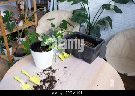 Rempotage d'une plante à la maison Dieffenbachia Tropic Snow dans un nouveau pot à l'intérieur de la maison dans un double pot avec arrosage automatique. Entretien d'une plante en pot, c Banque D'Images