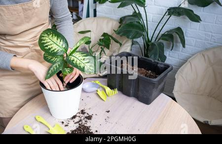 Rempotage d'une plante à la maison Dieffenbachia Tropic Snow dans un nouveau pot à l'intérieur de la maison dans un double pot avec arrosage automatique. Entretien d'une plante en pot, c Banque D'Images