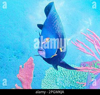 Une illustration d'une Angelfish française nageant au milieu du récif de corail dans l'océan. Banque D'Images
