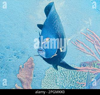 Une illustration d'une Angelfish française nageant au milieu du récif de corail dans l'océan. Banque D'Images