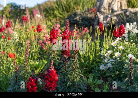 Abondance de fleurs sauvages en fleurs sur la prairie au printemps. Fleurs printanières dans un pré au soleil. Grandes fleurs rouges snapdragon en plein air dans le jardin. Banque D'Images