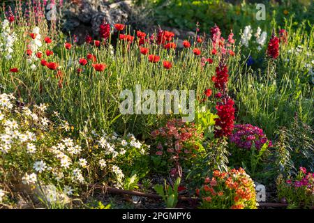 Abondance de fleurs sauvages en fleurs sur la prairie au printemps. Fleurs de printemps dans un pré au soleil. Banque D'Images