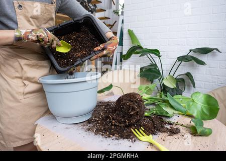 Rempotage d'une plante à la maison Philodendron Monstera deliciosa dans un nouveau pot à l'intérieur de la maison. Prendre soin d'une plante en pot, les mains en gros plan Banque D'Images