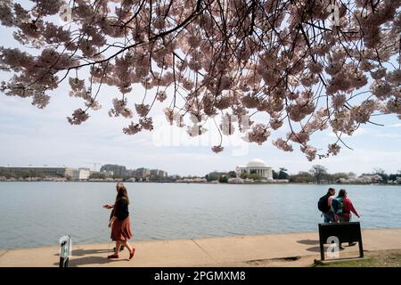 Washington, États-Unis. 23rd mars 2023. Les gens marchent sous les cerisiers en fleurs dans le bassin de Tidal à Washington, DC, les États-Unis, sur 23 mars 2023. Credit: Liu Jie/Xinhua/Alay Live News Banque D'Images