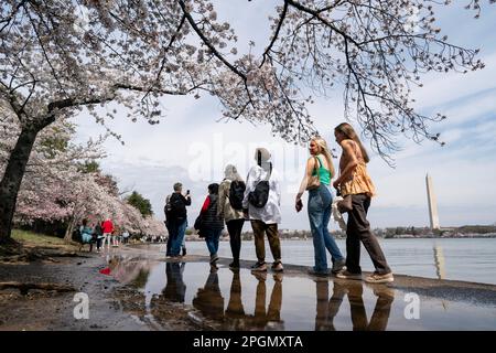 Washington, États-Unis. 23rd mars 2023. Les gens marchent sous les cerisiers en fleurs dans le bassin de Tidal à Washington, DC, les États-Unis, sur 23 mars 2023. Credit: Liu Jie/Xinhua/Alay Live News Banque D'Images