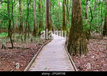 Un chemin en bois à travers l'ancienne forêt de terres de fond en pleine croissance dans le parc national de Congaree Banque D'Images