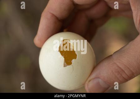 la main mâle contient un œuf de poulet fait maison avec un trou Banque D'Images