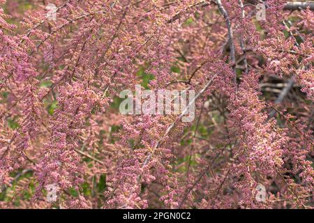 le bush de tamarix fleurit au début du printemps Banque D'Images