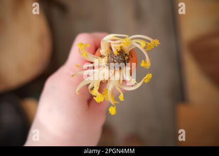 La couleur jaune est causée par le manque de photosynthèse et de troubles métaboliques, parce que les légumes étaient stockés dans une boîte fermée. Banque D'Images