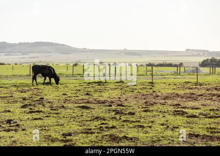 vaches broutant dans la lumière de l'après-midi Banque D'Images