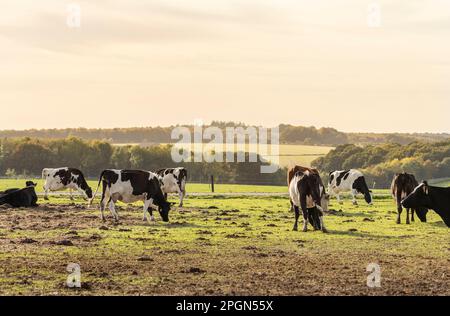 vaches broutant dans la lumière de l'après-midi Banque D'Images