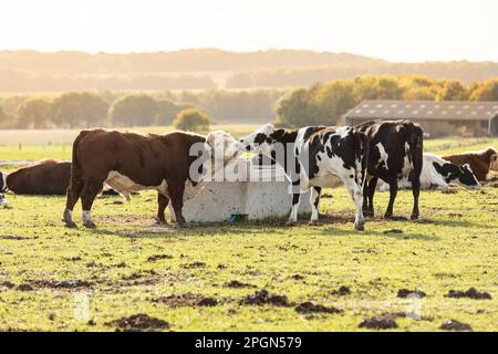 grand taureau hereford dans un enclos parmi les vaches noires et blanches Banque D'Images