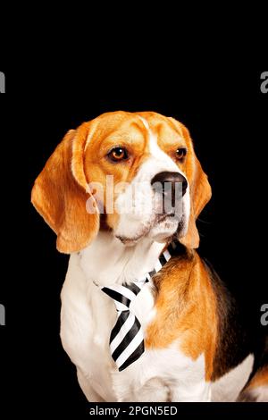 Portrait de chien Beagle, photographie en studio de photo d'animal de compagnie Banque D'Images