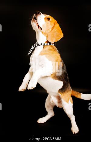 Portrait de chien Beagle, photographie en studio de photo d'animal de compagnie Banque D'Images