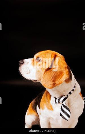 Portrait de chien Beagle, photographie en studio de photo d'animal de compagnie Banque D'Images