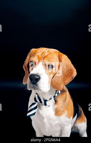 Portrait de chien Beagle, photographie en studio de photo d'animal de compagnie Banque D'Images