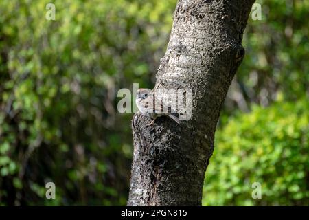 un moineau de maison se trouve sur un tronc d'arbre Banque D'Images