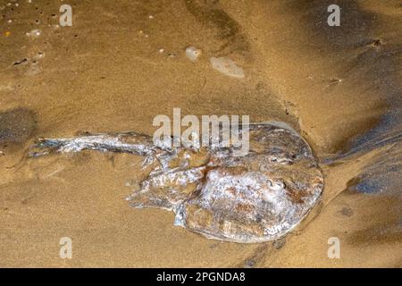 L'aiguillat trouvé mort sur le sable de la plage probablement causé par une forte pollution des océans. Banque D'Images