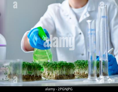 Un scientifique pulvérise de l'eau sur des plantes en laboratoire