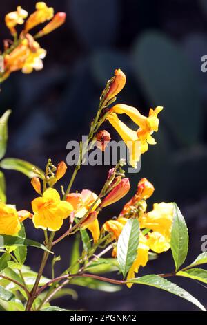 Gelbe Trompetenblume, Gelber Trompetenstrauch (Tecoma stans), Gran Canaria, Espagnol, San Agustin Banque D'Images